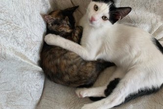 The Fascinating World of Cats: History and Their Importance in Kalkan, Turkey