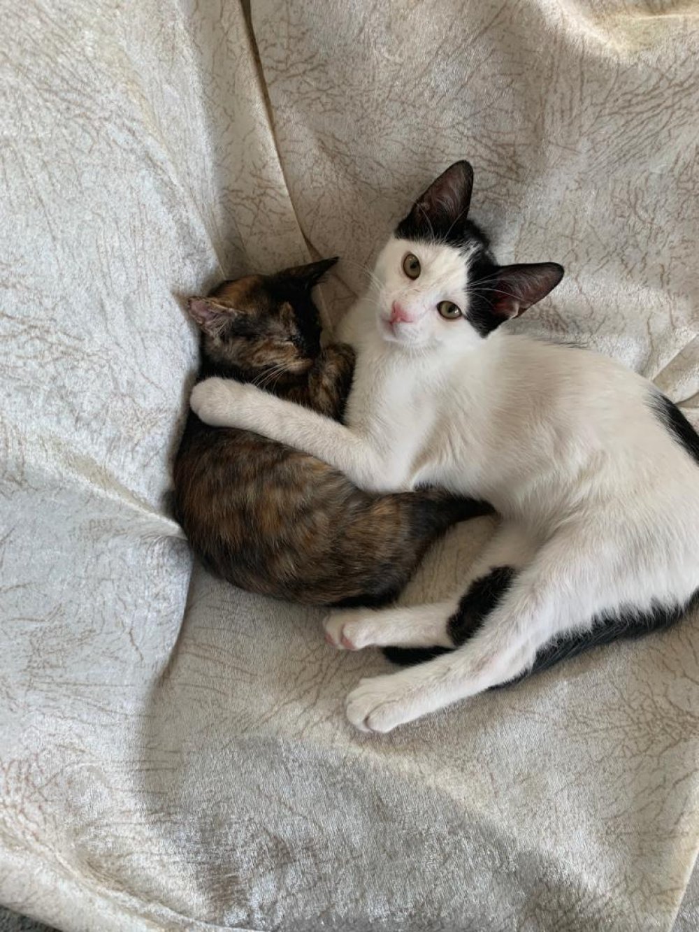 The Fascinating World of Cats: Luxury Villa Kalkan, Turkey